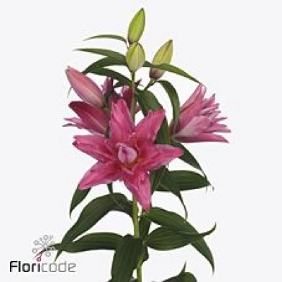 Lilie OR DU ROSELILY FLORETTA