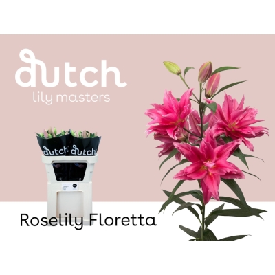 Lilie OR DU ROSELILY FLORETTA
