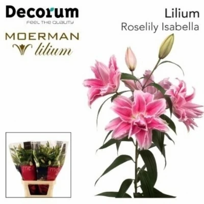 Lilie OR DU ROSELILY ISABELLA