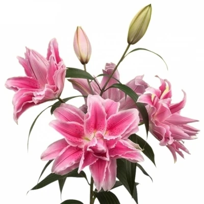 Lilie OR DU ROSELILY ISABELLA 85cm/4+