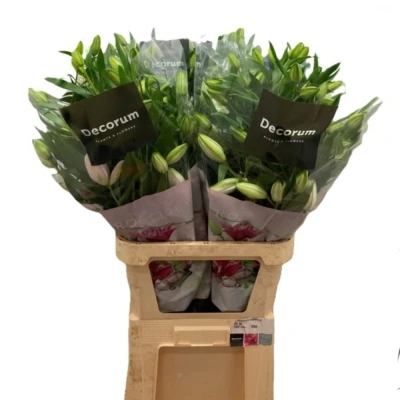 Lilie OR DU ROSELILY ISABELLA