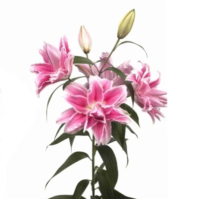 Lilie OR DU ROSELILY ISABELLA