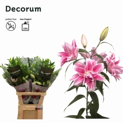 Lilie OR DU ROSELILY ISABELLA