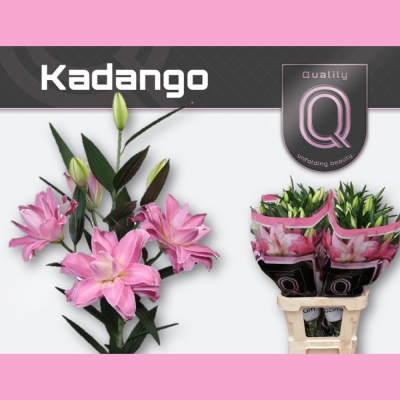 Lilie OR DU ROSELILY KADANGO