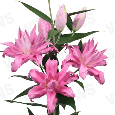 Lilie OR DU ROSELILY KADANGO