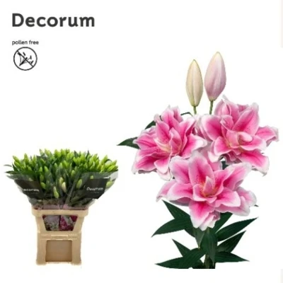 Lilie OR DU ROSELILY MIKAELA