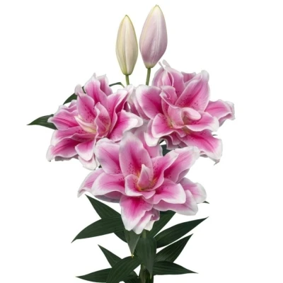 Lilie OR DU ROSELILY MIKAELA 100 cm / 4+