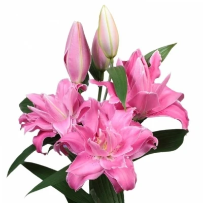 Lilie OR DU ROSELILY NATALIA 60cm/3+