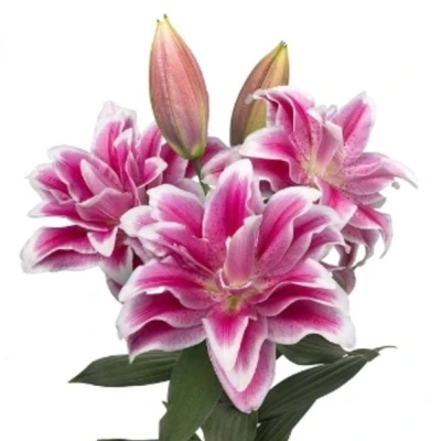 Lilie OR DUBBEL ROSELILY OLYMPIA 80 cm / 4+