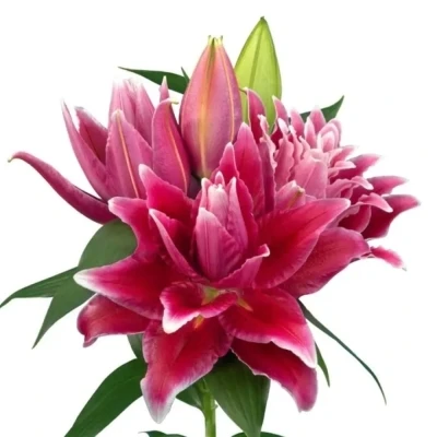 Lilie OR DU ROSELILY TABITHA 80 cm / 4+