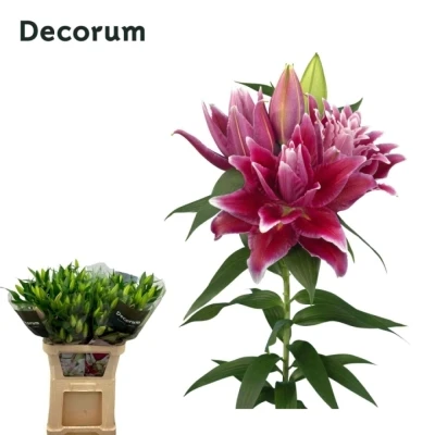 Lilie OR DU ROSELILY TABITHA