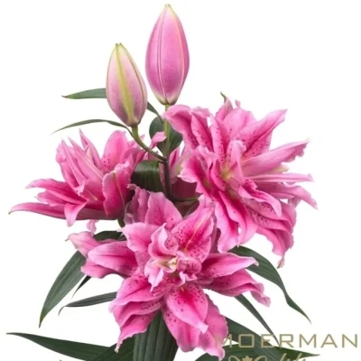 Lilie OR DU ROSELILY THALISSA 90 cm / 4+