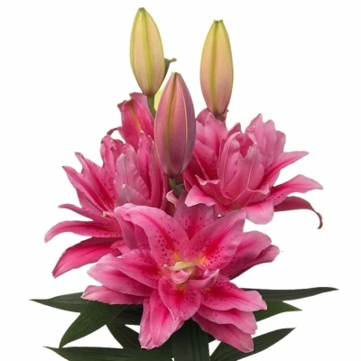 Lilie OR DU ROSELILY VIOLA 85cm/4+