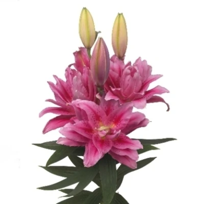 Lilie OR DUBBEL ROSELILY VIOLA