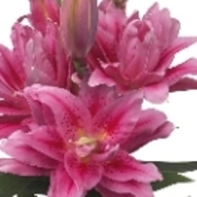 Lilie OR DUBBEL ROSELILY VIOLA