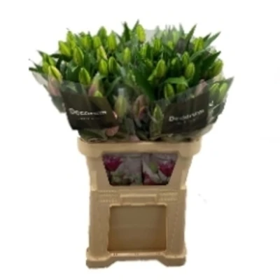 Lilie OR DUBBEL ROSELILY VIOLA