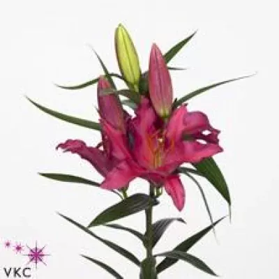 Lilie OR FLEURISE 80cm/5+