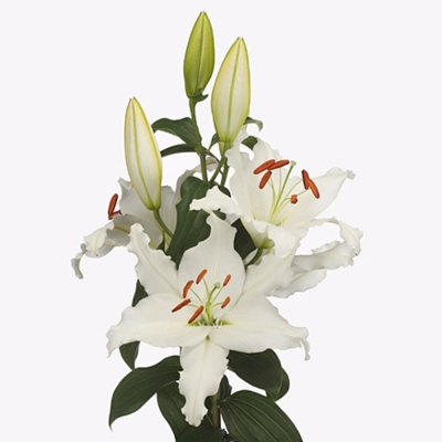 Lilie OR HELVETIA 75cm/4+