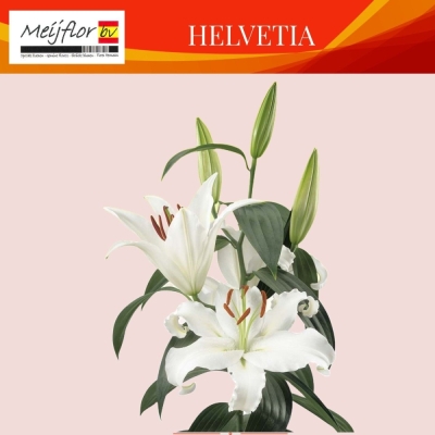 Lilie OR HELVETIA 