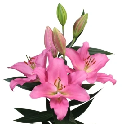 Lilie OR IBIZA 90 cm / 4+