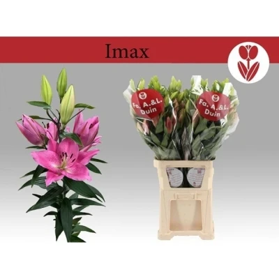 Lilie OR IMAX