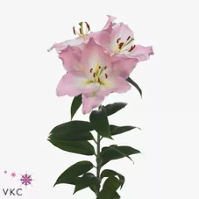 Lilie OR JETAIME 95cm/3+