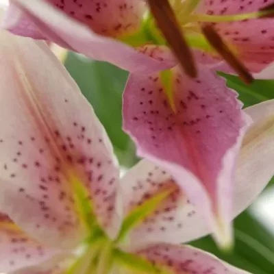 Lilie OR LAKE MICHIGAN