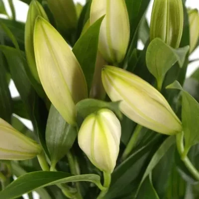 Lilie OR LAKE MICHIGAN