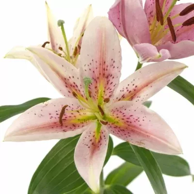 Lilie OR LAKE MICHIGAN 75cm/3+