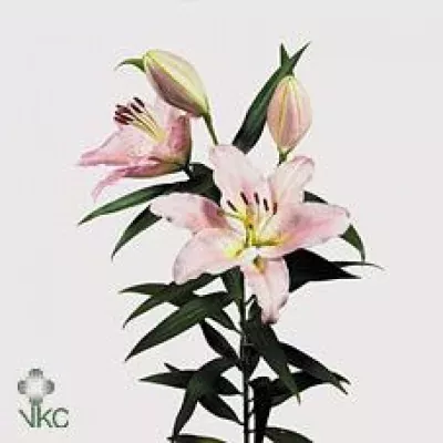 Lilie OR LE REVE 85cm/4+