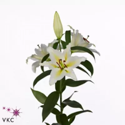 Lilie OR LEGEND 100cm/5+