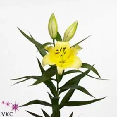 Lilie OR LESOTHO 95cm/3+