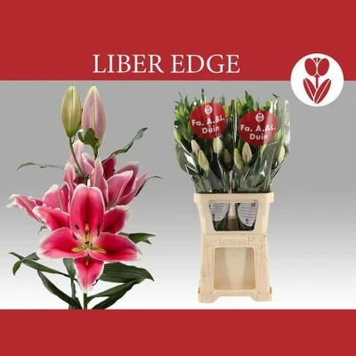 Lilie OR LIBER EDGE