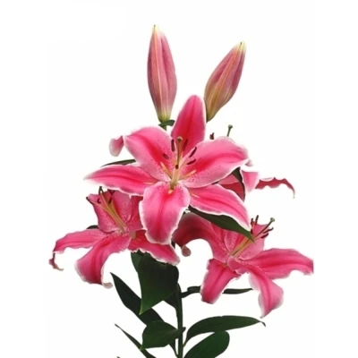 Lilie OR LIBER EDGE 110 cm / 6+