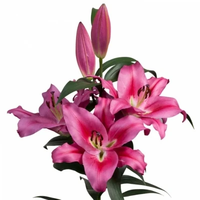 Lilie OT MALDANO 90cm/4+