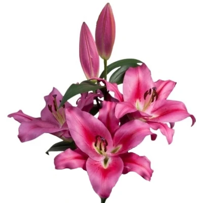 Lilie OR MARENGO 95cm/4+