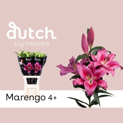 Lilie OR MARENGO