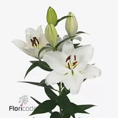 Lilie OR MARGRIET SLIJKERMAN 80cm/3+