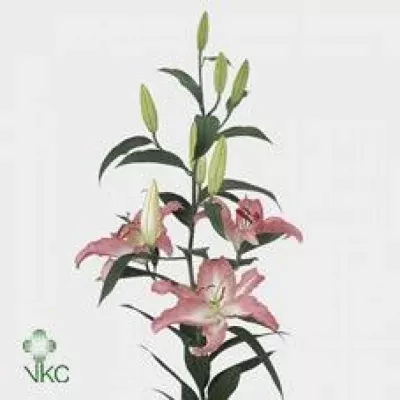 Lilie OR MARRERO 95cm/5+