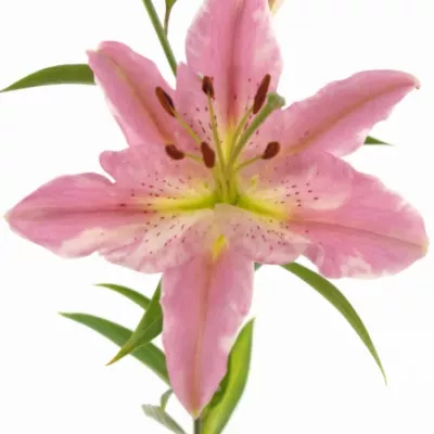 Lilie OR MEDUSA 100cm/5+