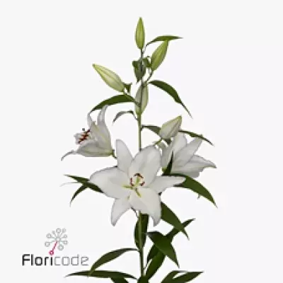 Lilie OR MILLESIMO 105cm 6+