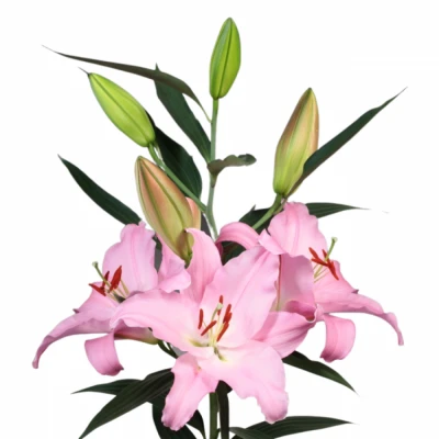 Lilie OR MONSANO 80cm/5+