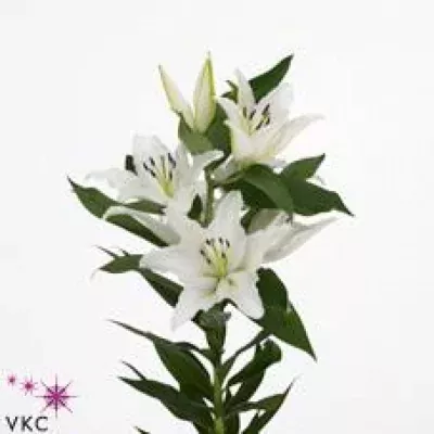 Lilie OR MONSELA 105cm/5+