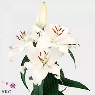 Lilie OR MOTHERS CHOICE 100cm/6+