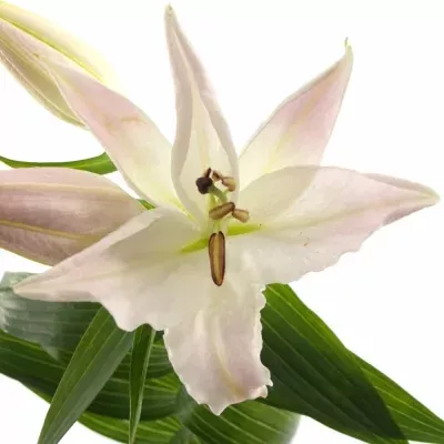 Lilie OR NOVA ZEMBLA 90cm/3+