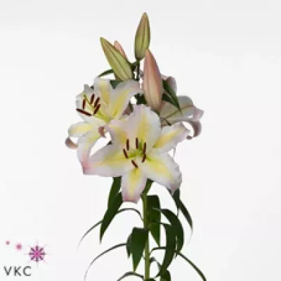 Lilie OR PAPILJO 95cm/4+