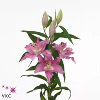 Lilie OR PARASOL 90cm/4+