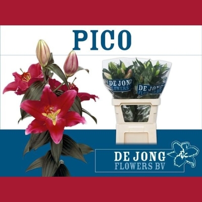 Lilie OR PICO