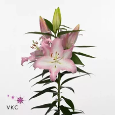 Lilie OR PINN UP 95cm/7+