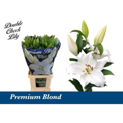 Lilie OR PREMIUM BLOND